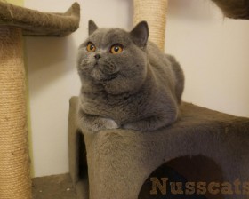 nusscats britisch kurzhaar duke 016